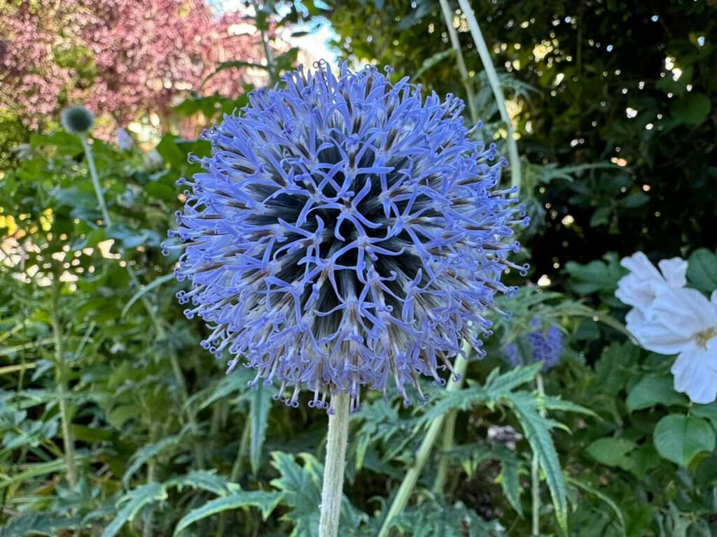 Echinops ritro 'Veitch's Blue'