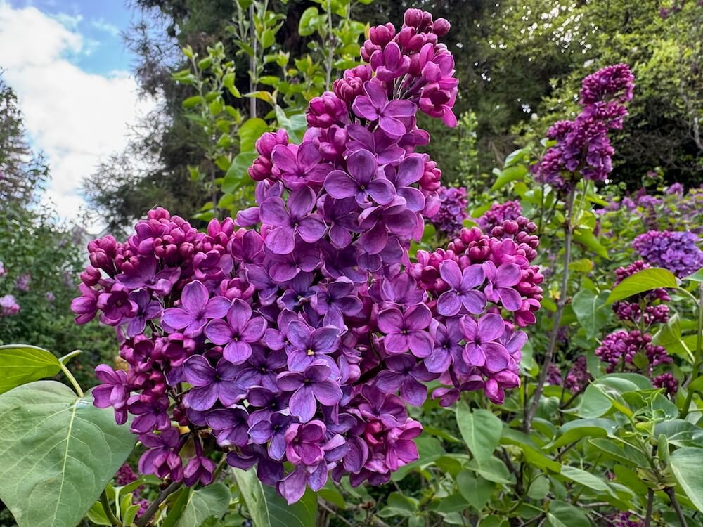 Syringa vulgaris 'Frank Klager'