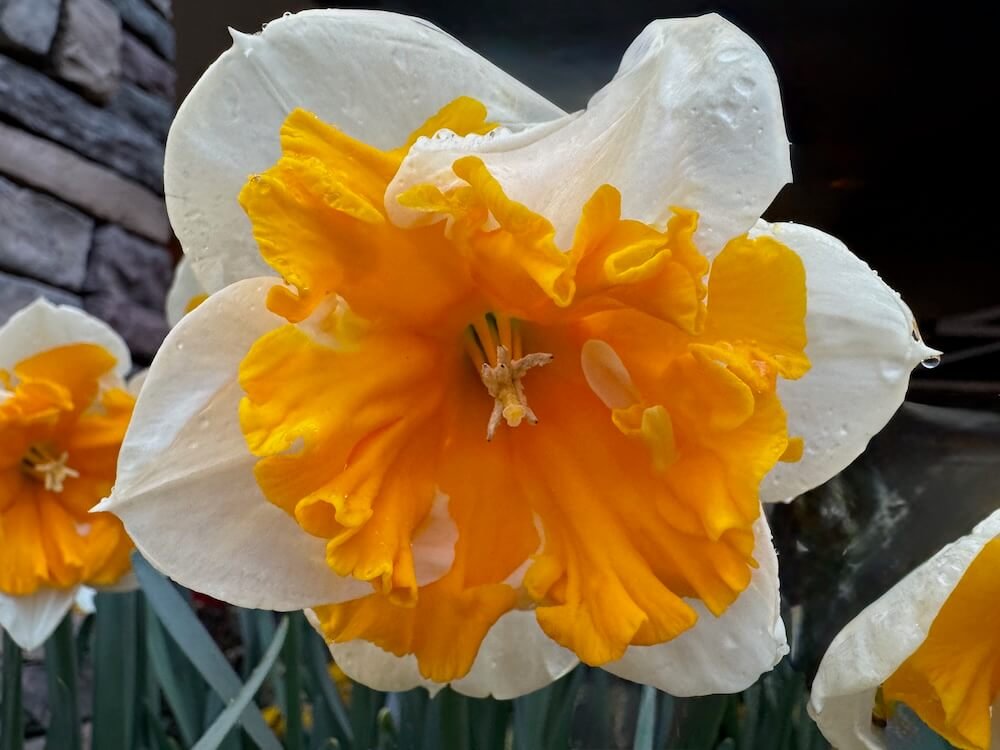 Narcissus 'Sovereign'