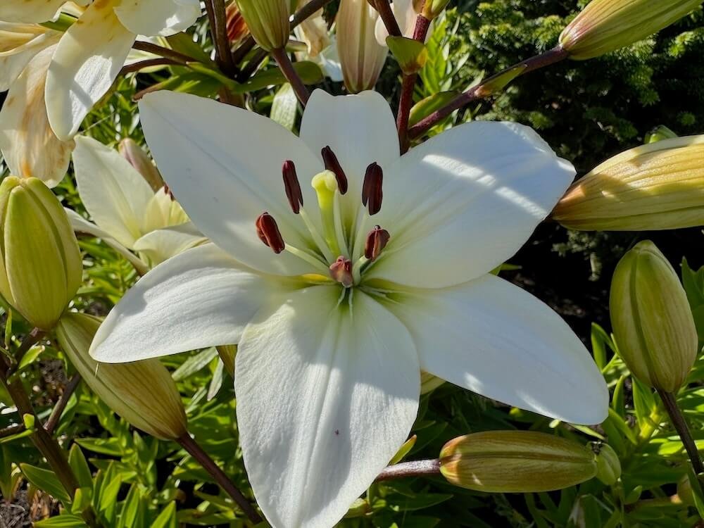 Lilium 'Navona'