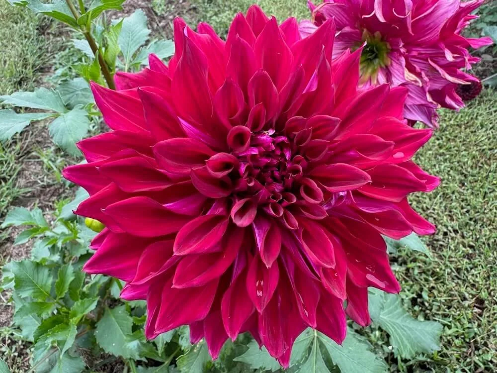 Dahlia 'Zorro'