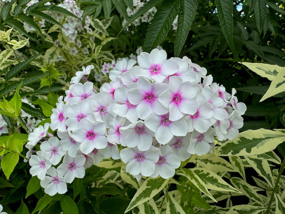Phlox paniculata 'Nora Leigh'