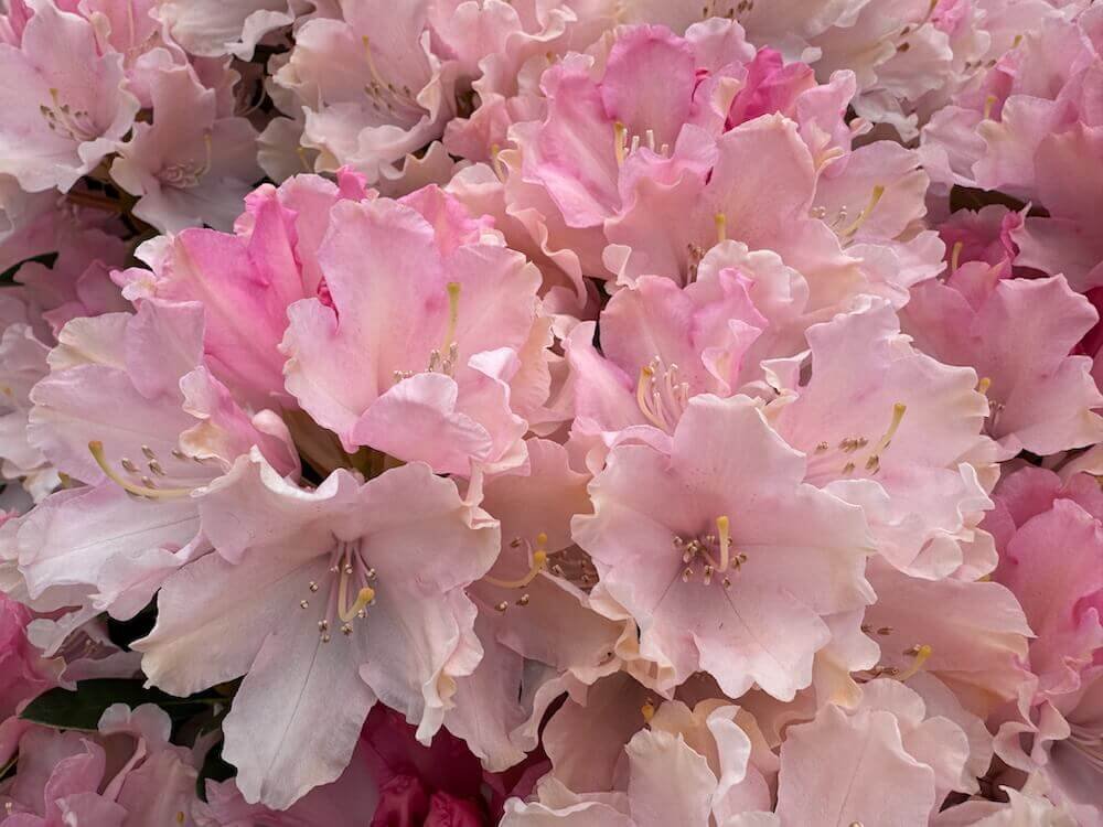 Rhododendron Dandy Man Color Wheel