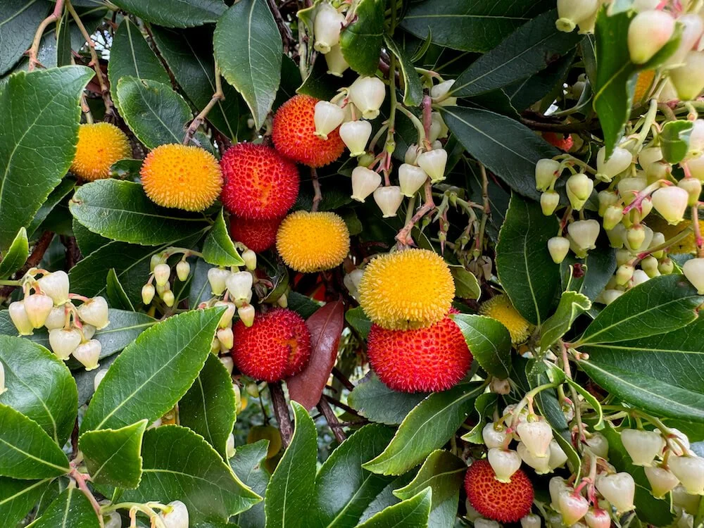 Arbutus unedo ‘Compacta’