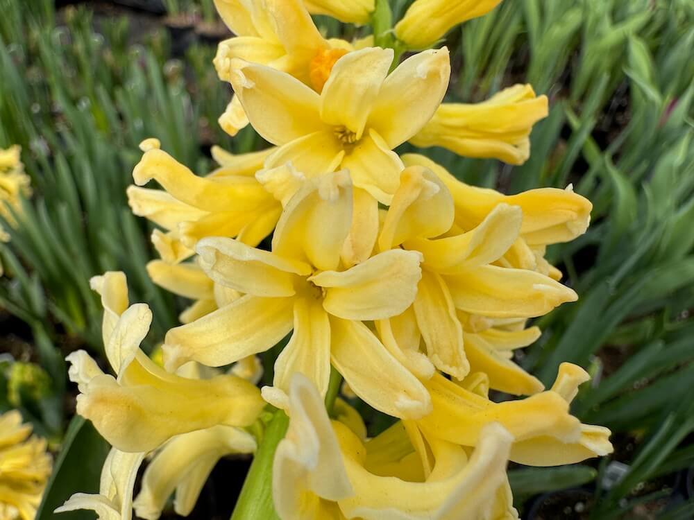 Hyacinthus orientalis 'City of Haarlem'