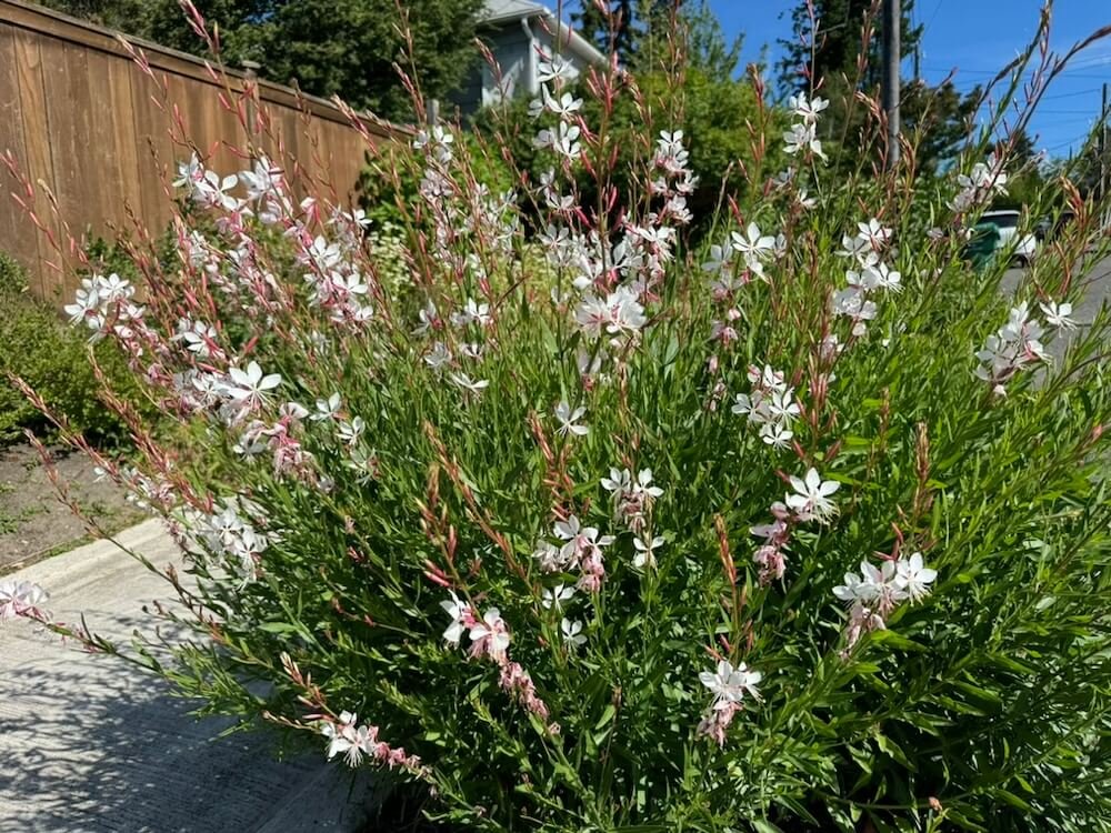 Oenothera lindheimeri 'Whirling Butterflies'