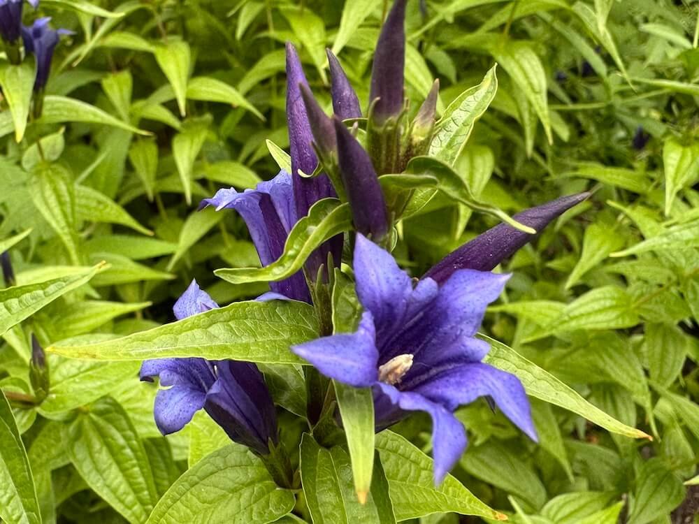 Gentiana asclepiadea