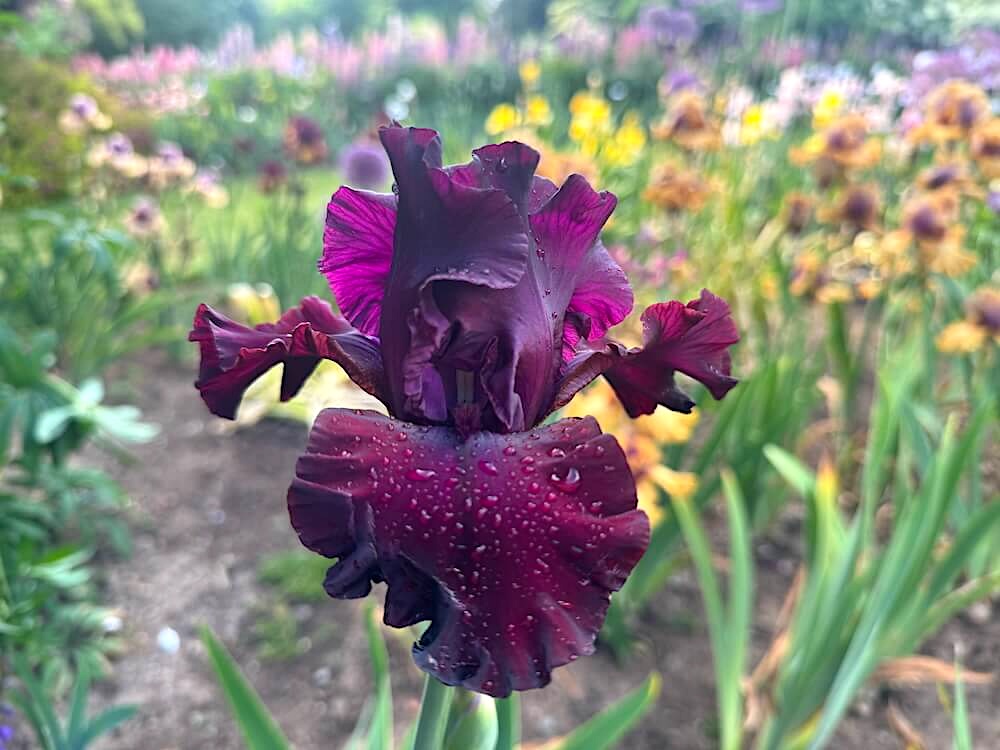 Iris 'Tin Cup Chalice'