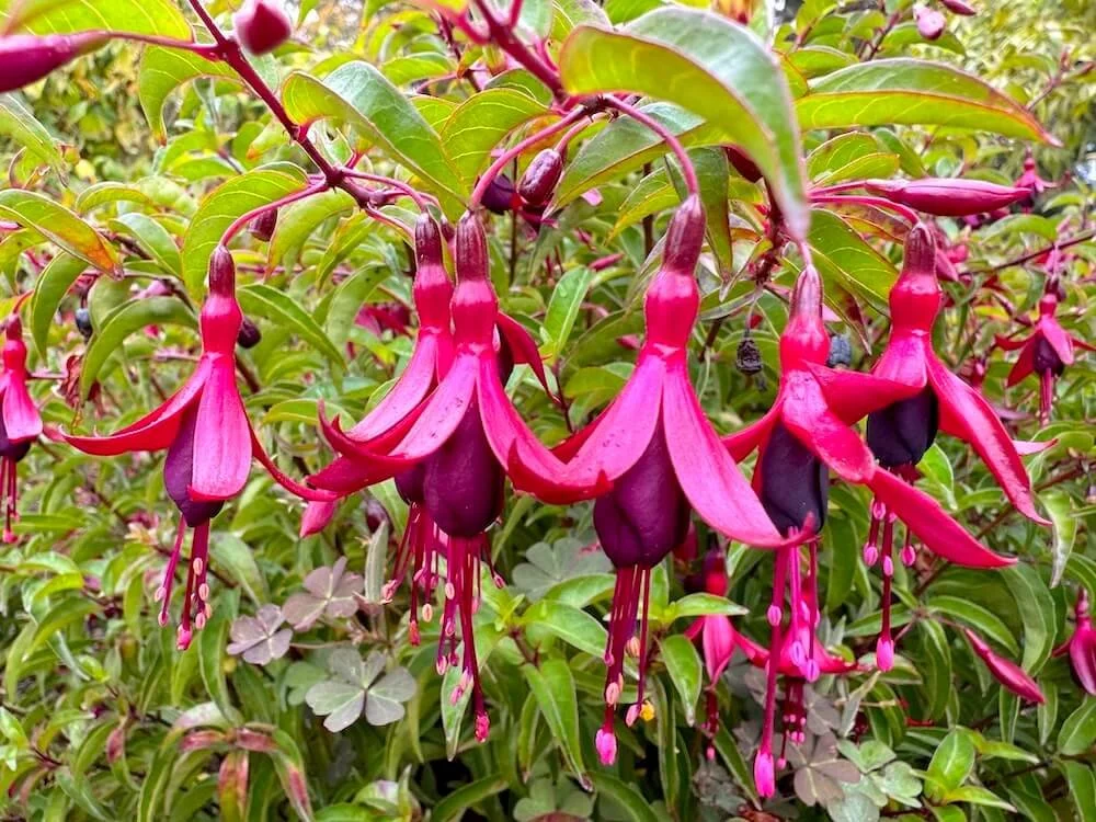 Fuchsia ‘Dying Embers’