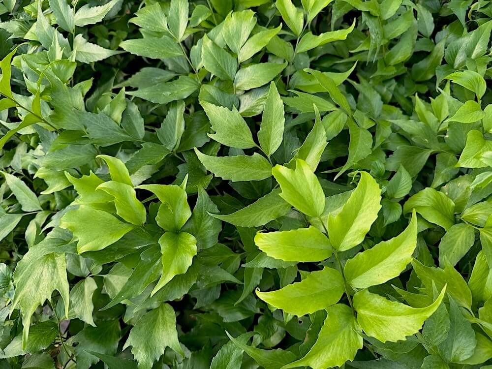 Cyrtomium falcatum 'Rochfordianum'