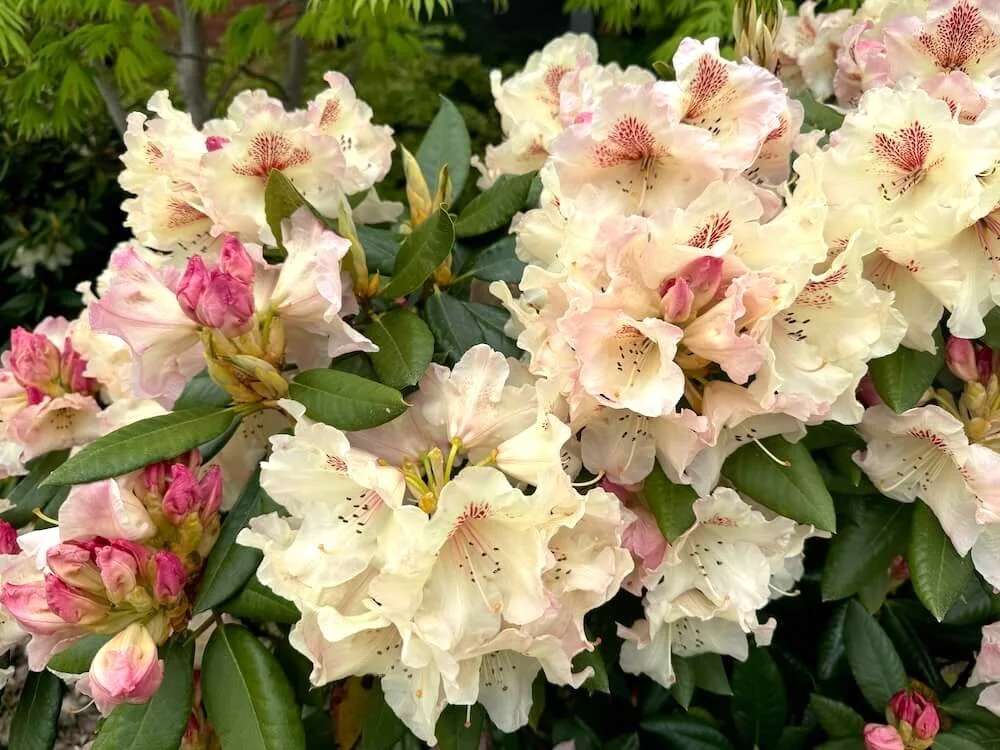Rhododendron 'Mrs. Betty Robertson'