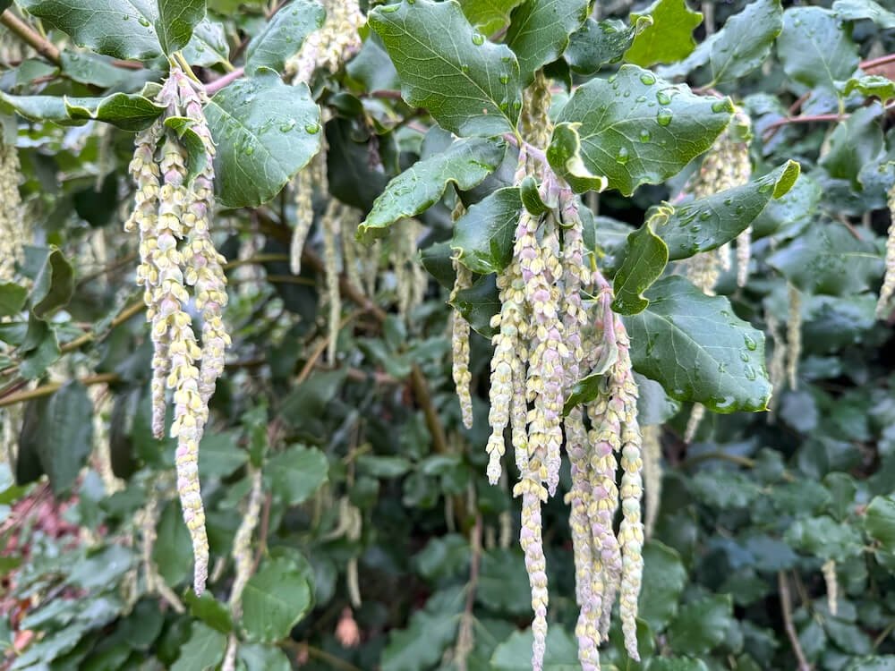 SILK TASSEL (Garrya)