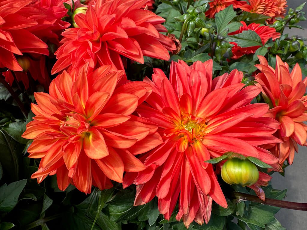 Dahlia 'Hypnotica Orange'
