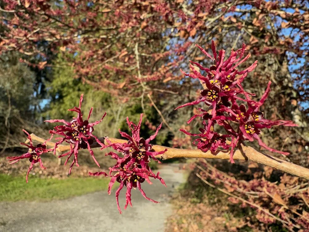 Hamamelis vernalis 'Purpurea'