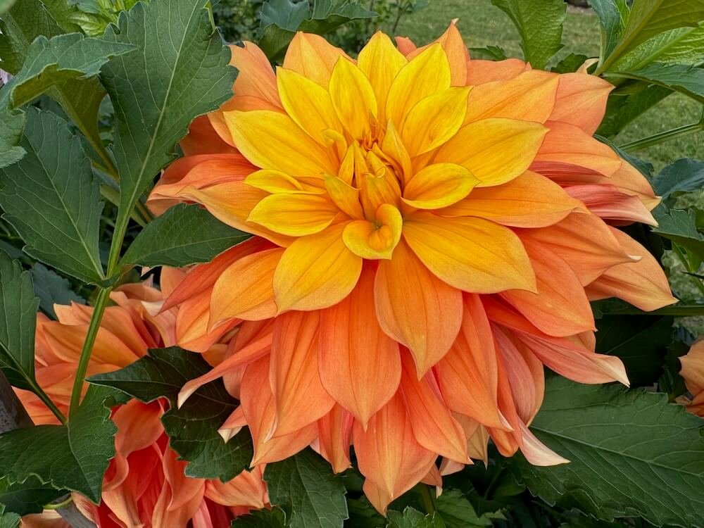 Dahlia 'Honey Bun'