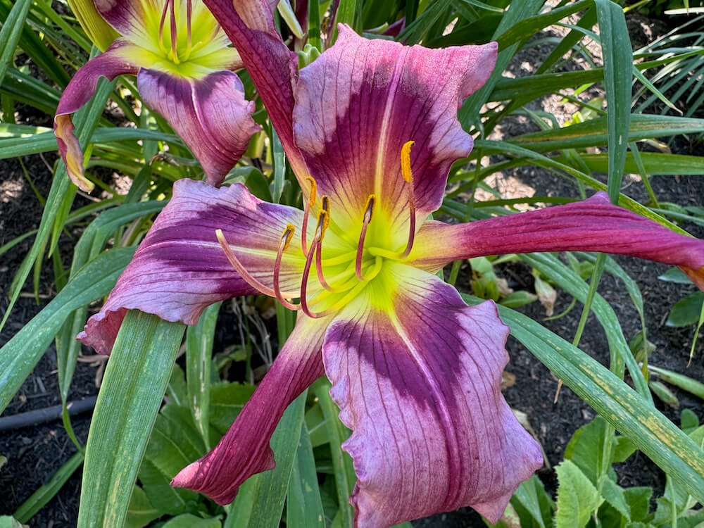 Hemerocallis 'Starman's Quest'