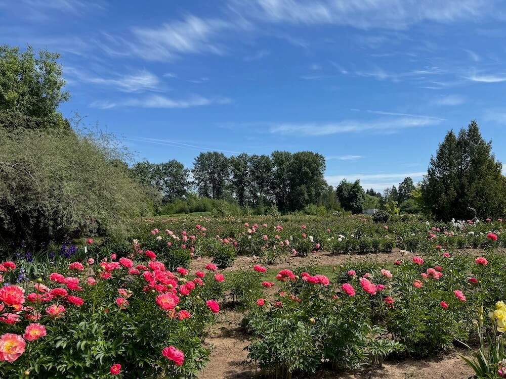 BROOKS GARDENS PEONIES
