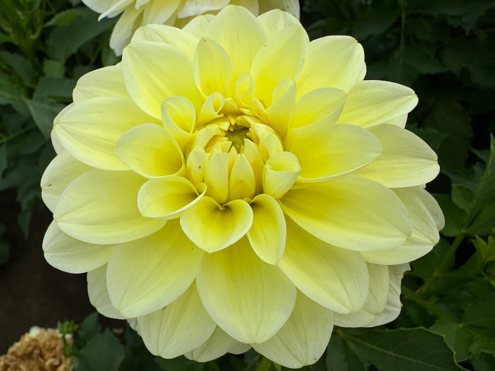Dahlia 'Sun Kissed'