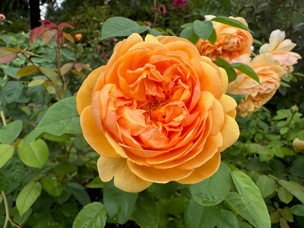 Rosa 'Bring Me Sunshine'