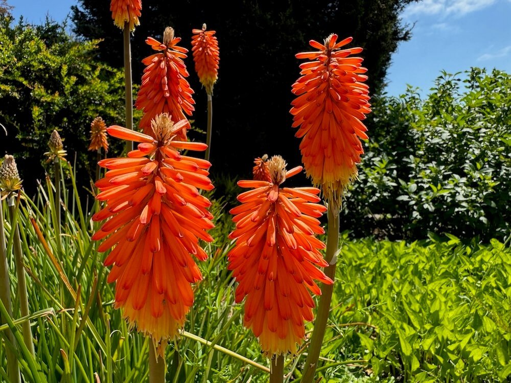 RED HOT POKER (Kniphofia)