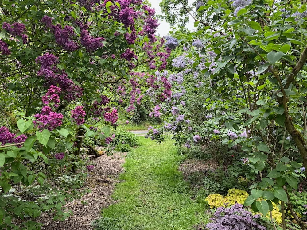 DUNIWAY PARK LILAC GARDEN