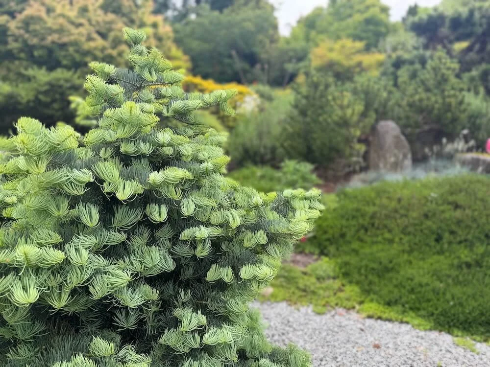 Abies concolor 'La Veta'