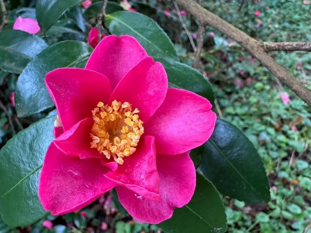Camellia sasanqua 'Crimson King'