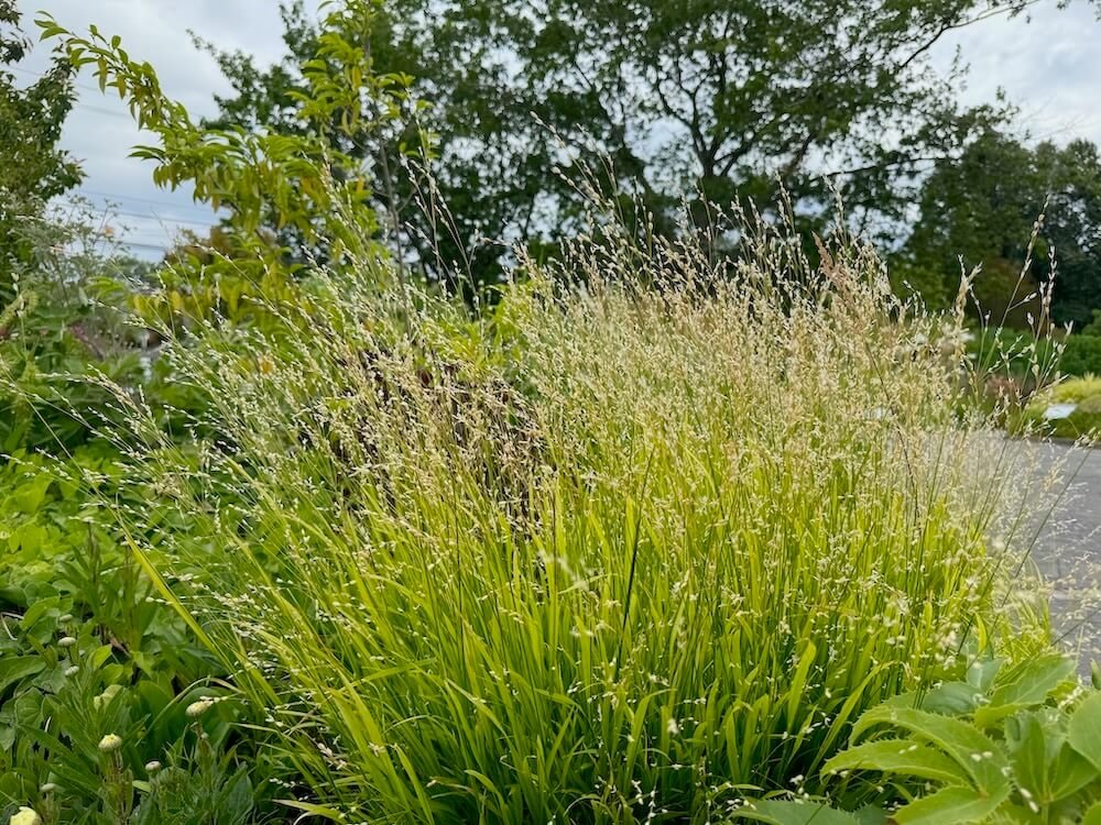 Melica uniflora f. albida