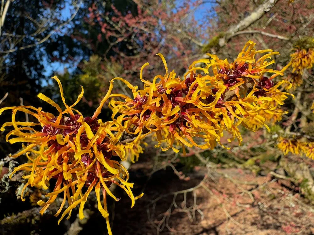 Hamamelis x intermedia 'Orange Beauty'