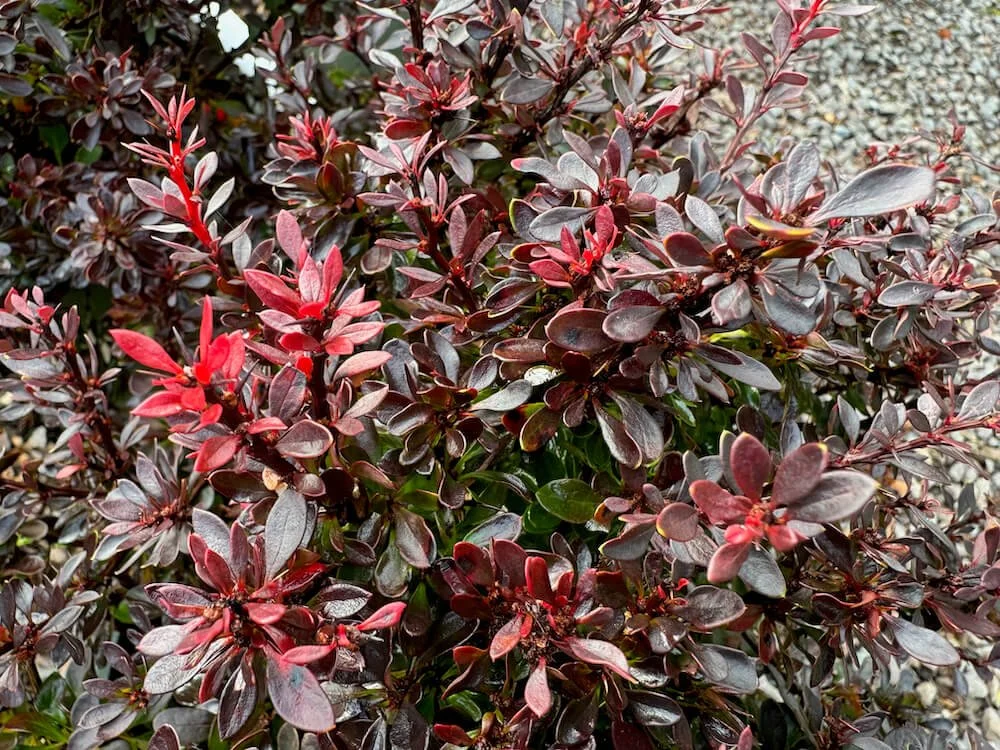 Berberis thunbergii 'Pygruzam'