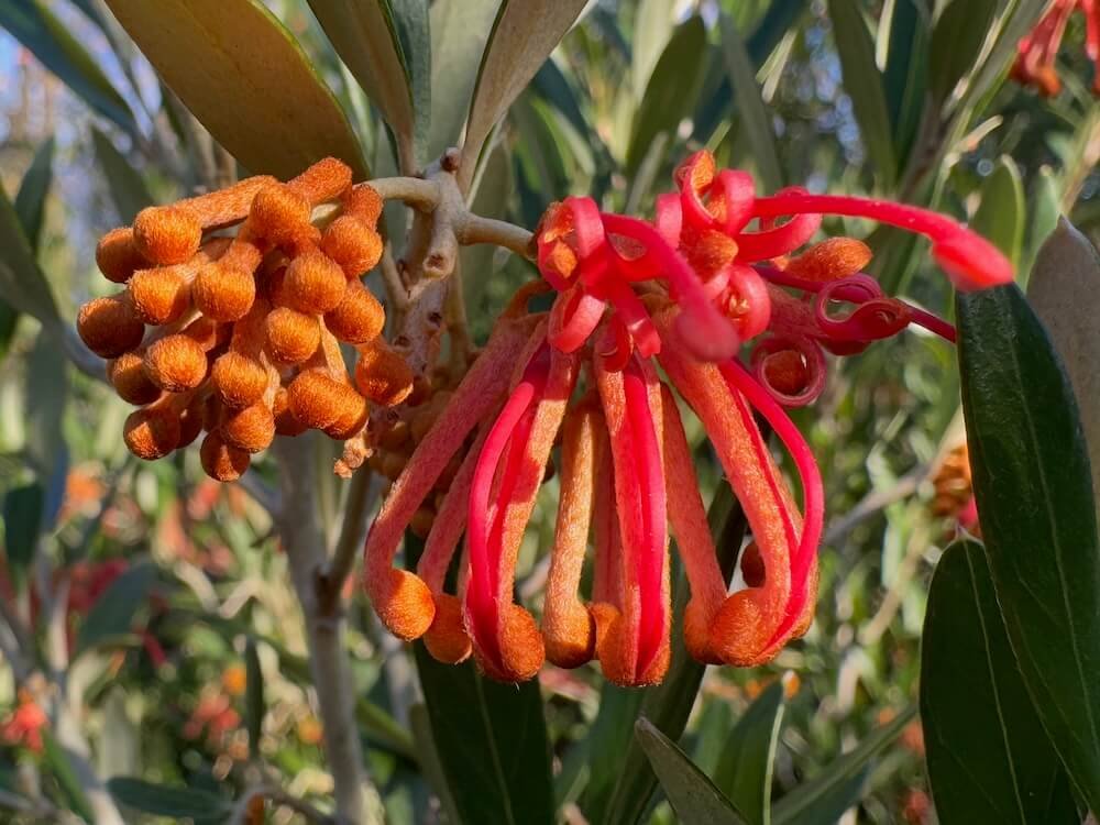 Grevillea victoriae 'Marshall Olbricht'
