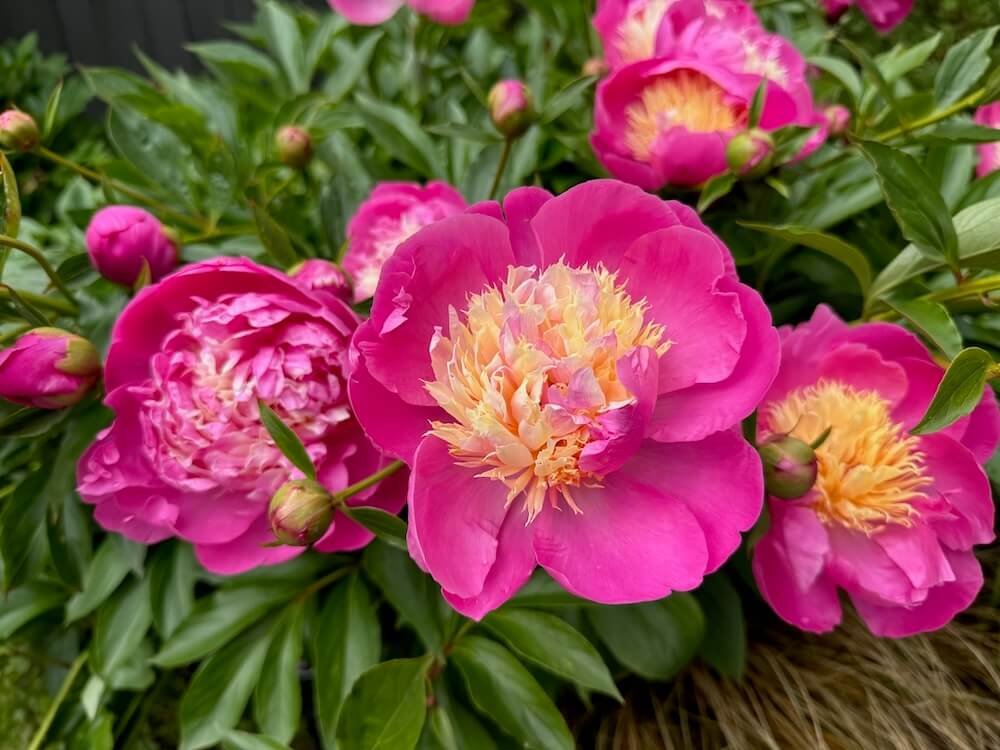 Peony & Iris Farms Tour