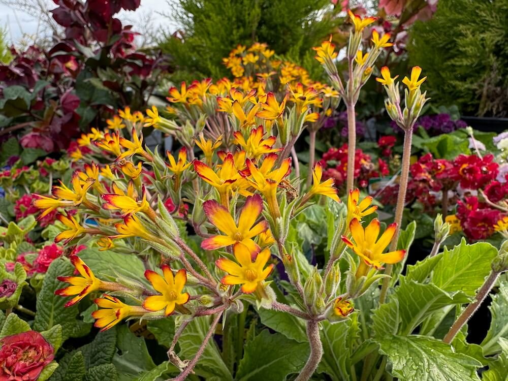 Primula vulgaris ‘Oakleaf Yellow Picotee’