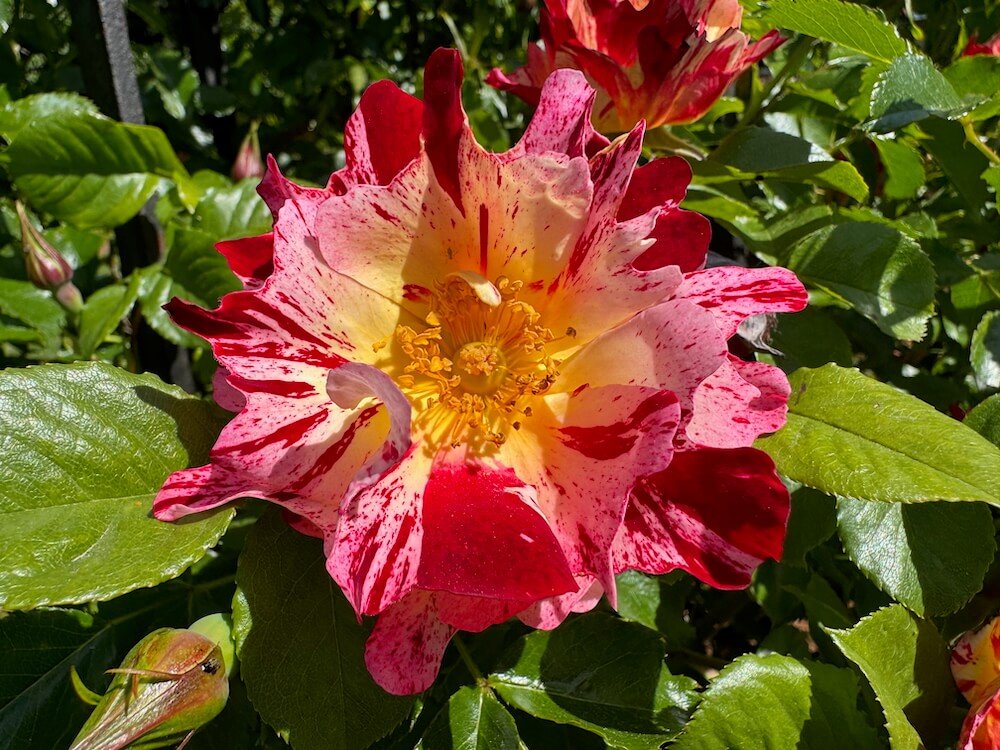 PENINSULA PARK ROSE GARDEN