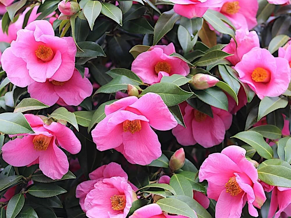 CAMELLIA