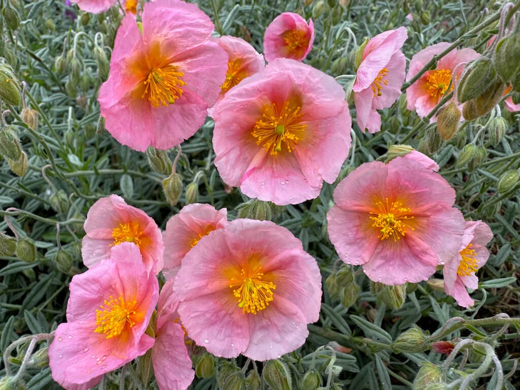 Helianthemum nummularium ‘Wisley Pink’