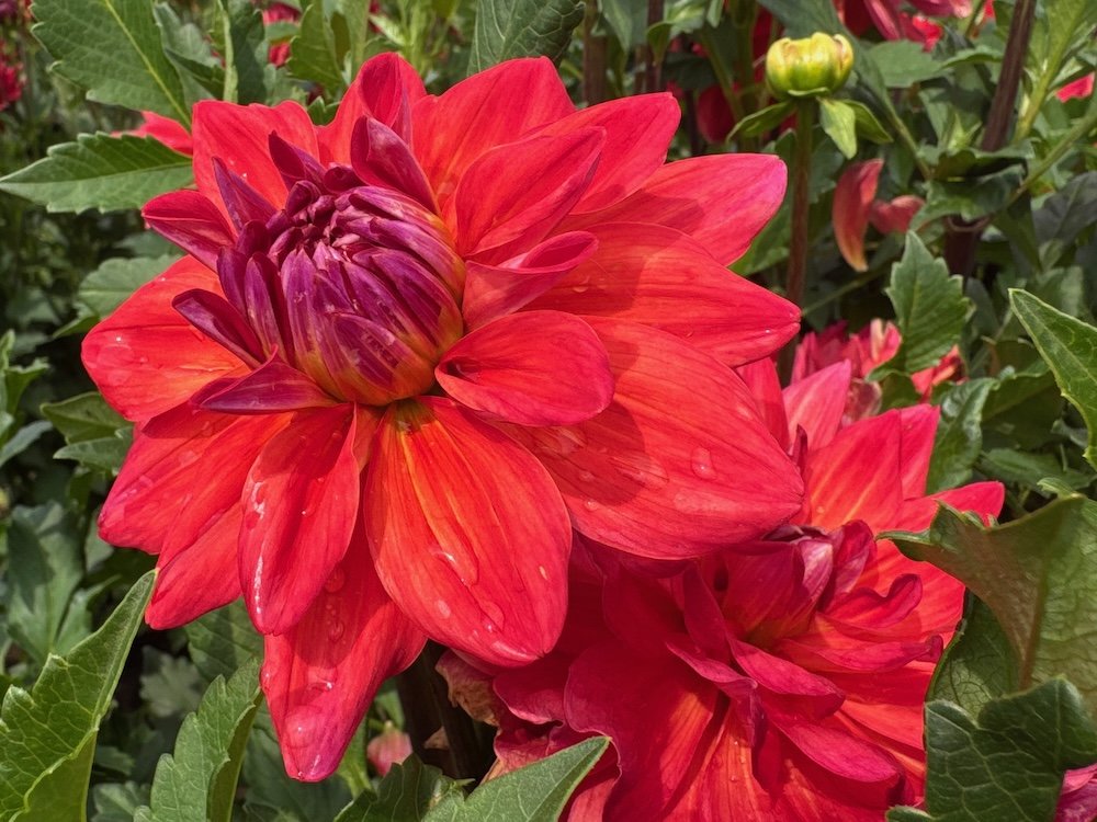 Dahlia 'Cooper Blaine'