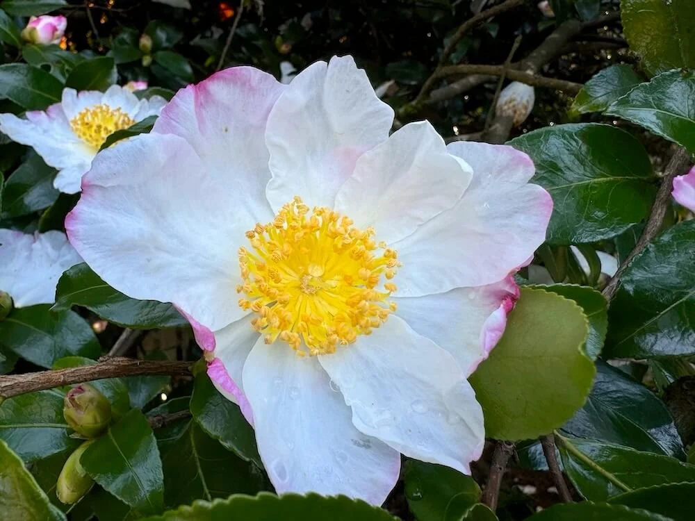 Camellia sasanqua 'Hana Jiman'