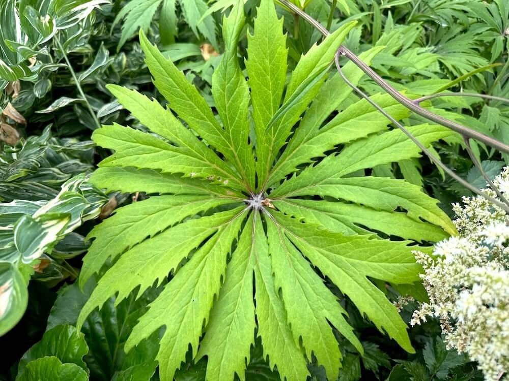 Syneilesis x hybrida