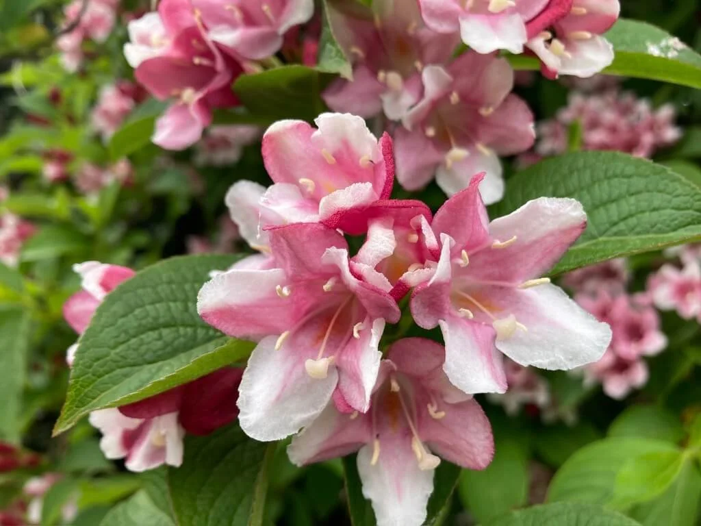 WEIGELA