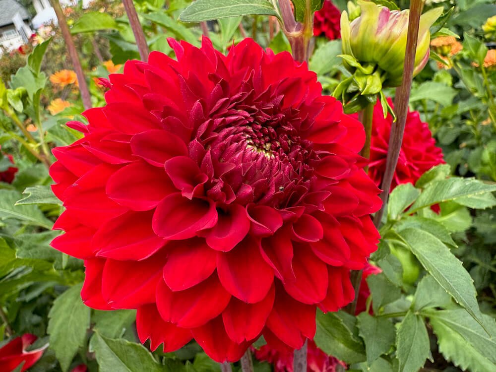 Dahlia 'Ali Oop'