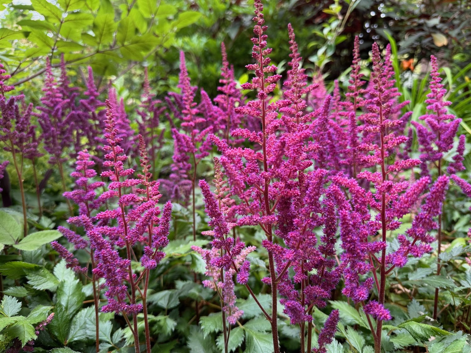 Astilbes