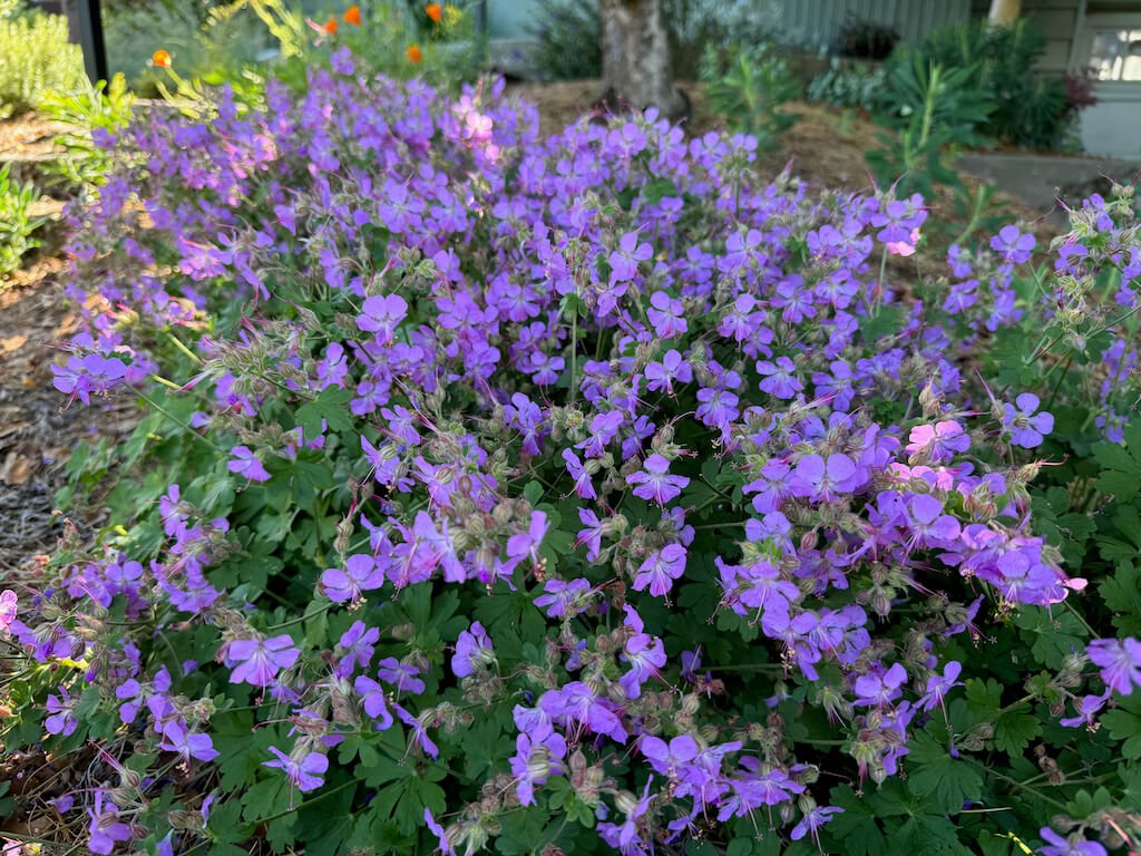 Geranium x cantabrigiense ‘Rosalina’