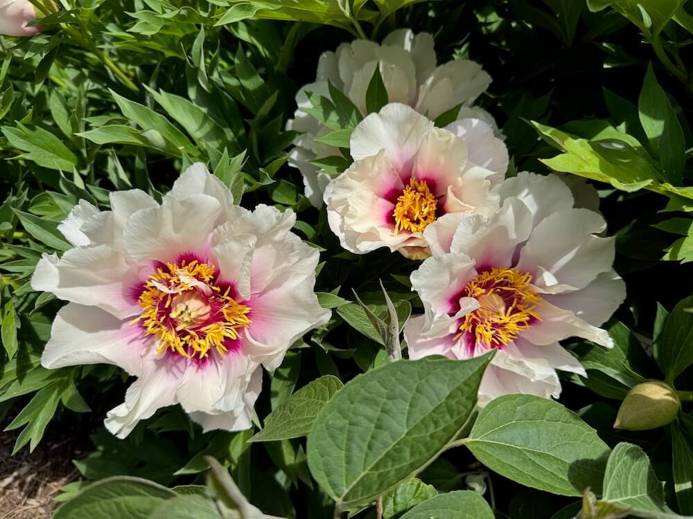 Paeonia x 'Cora Louise'