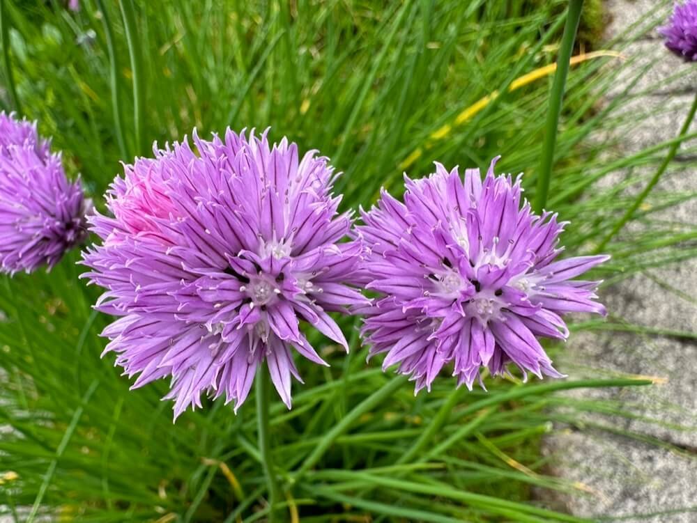 Allium schoenoprasum