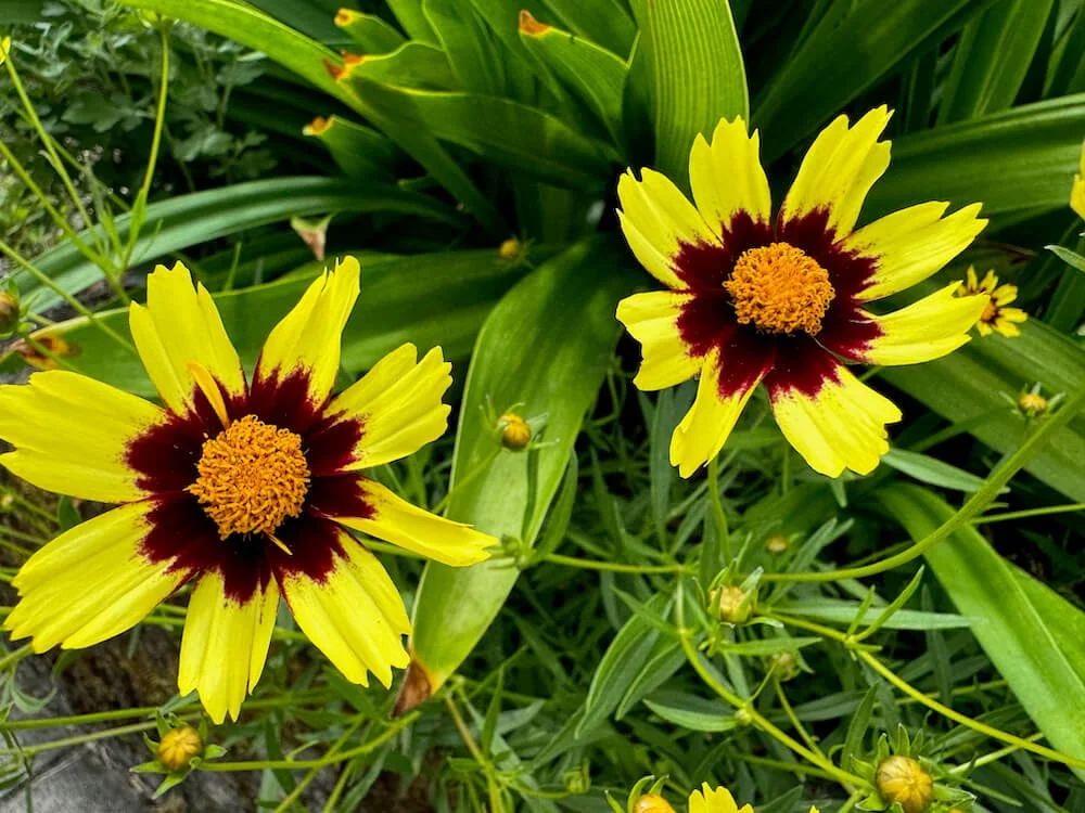 Coreopsis 'Cosmic Eye'