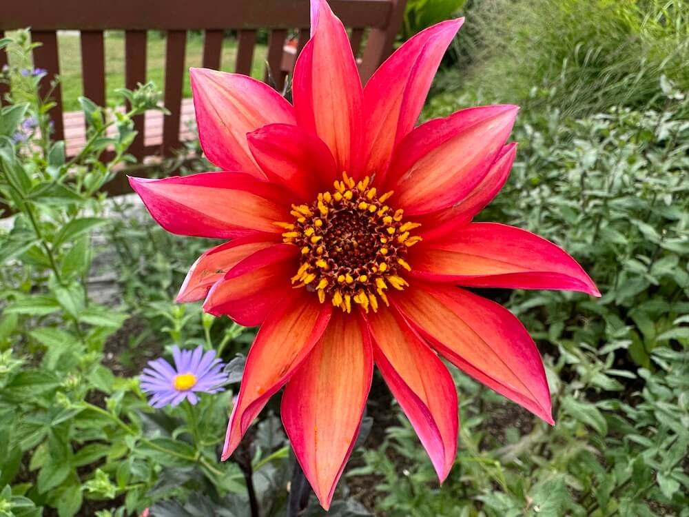 Dahlia 'Waltzing Mathilda'