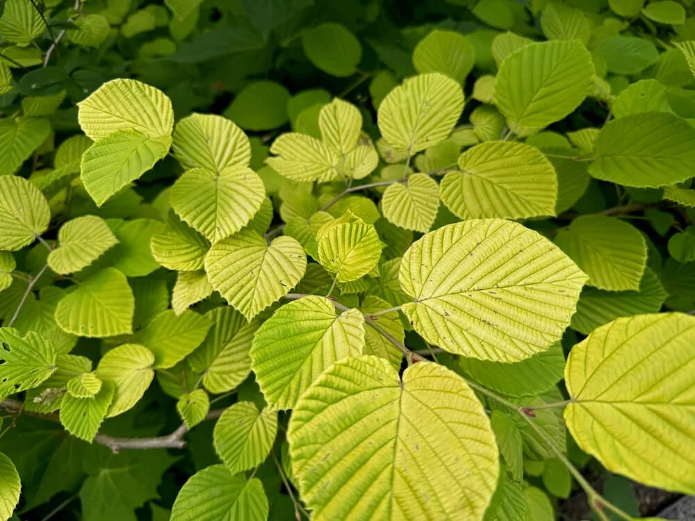Corylopsis spicata ‘Aurea’