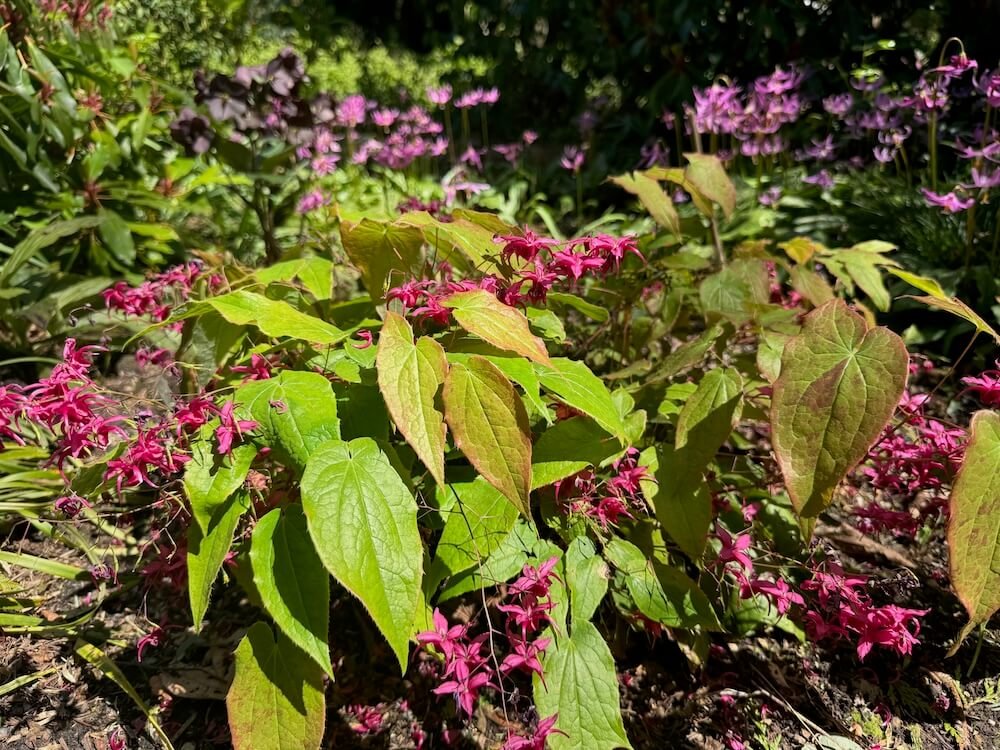 Epimedium 'Royal Purple'