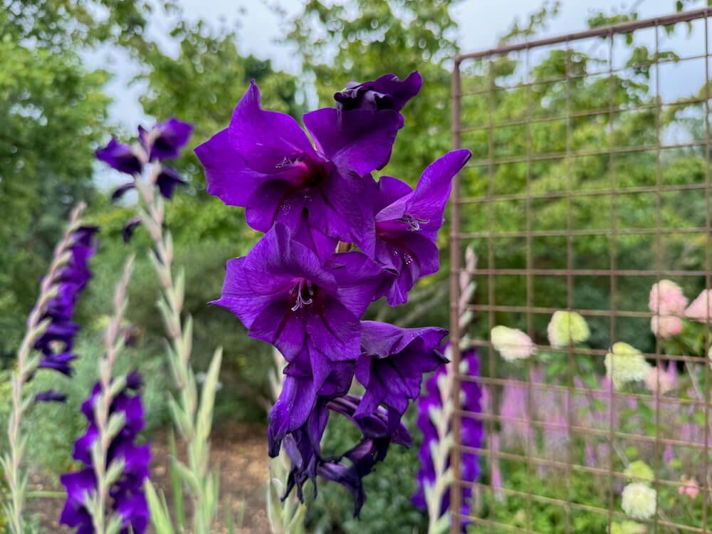 Gladiolus 'Purple Prince'